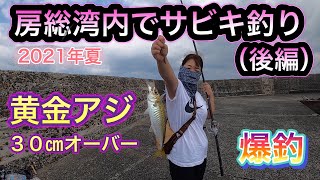 【釣り動画】爆釣！？房総の湾内でサビキ＆泳がせ釣り！（後編）３０センチオーバーの黄金アジゲット！良型アジが爆釣です！