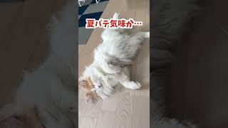 夏バテ気味でもオヤツの音にはしっかり反応した猫 #shorts