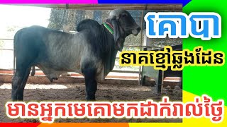 EP:17 គោបា(នាគខ្មៅឆ្លងដែន)ល្បីអោយកូនល្អៗណាស់លោតមេមិនដែលខានមួយថ្ងៃ #គោបានាគខ្មៅឆ្លងដែន #ox #mathsaly