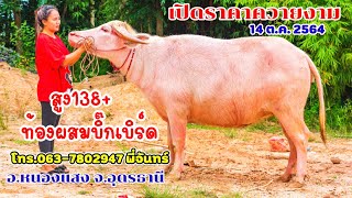 14 ต.ค.2564 เปิดราคาควายงาม เผือกสาว สูง138+ ท้องผสมบิ๊กเบิร์ด อ.หนองแสง จ.อุดรธานี โทร.063-7802947