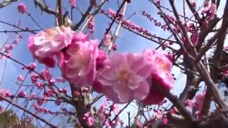 ２０１７臥龍梅と枝垂れ梅（桜）など素晴らしい普光寺　福岡県