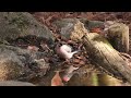 eurasian bullfinch ウソ 【野鳥撮影 野鳥動画】