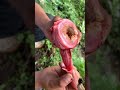 Buah ara super 🍎🥝🍒 | fig fruits #short #fruits #tiktok #buah #ara #fig #fruitcutting #relaxing