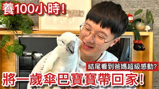 超感人！離家100小時看到爸媽當下直接「變臉」？寶寶養成計畫餵奶當奶爸！【鸚鵡小木屋】【養100小時EP1】