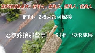 荔枝新品種嫁接：如巨美人，紅美人等15個品種，期待今年嚐嚐味道    Grafting of new varieties of lychees: 15 varieties