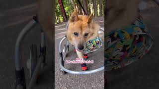 【大切な宝物を拾ってくれた恩人に感謝♡】#車椅子犬 #寝たきり犬 #老犬介護 #老犬の可愛さ #虹組4年生 #shorts #保護犬#雑種犬