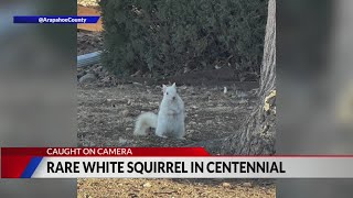 Rare white squirrel spotted in Arapahoe County