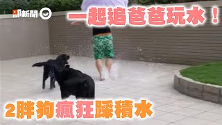 露台淹水！2坨胖黑狗與爸瘋玩鬼抓人 一旁媽狂發出魔性笑聲｜寵物動物｜拉布拉多｜玩水｜精選影片