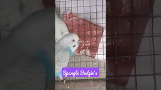 bought 6 pair Spangle Budgies #spangle #shorts #budgies #rainbowbudgies #trending #world