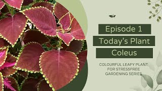 Your Complete guide to coleus care: Easy tips for beginners