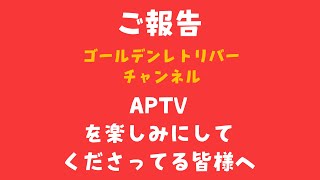 【ご報告】APTVを楽しみにしてくださっているみなさんへ大切なご報告　ゴールデンレトリバー