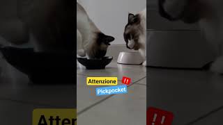 the audio you hear everyday on tiktok.... #attenzione #tiktok