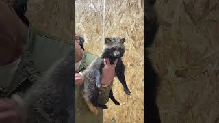 ブラッシングしてもらうタヌキ Tanuki being brushed