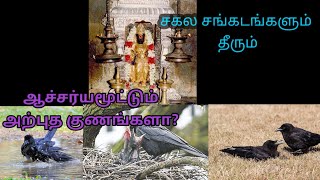 கணுப்பிடி பூஜை பலன்கள்|சனி பகவானின் வாகனம்| முன்னோர்களின் ஆசி|காக்கையின்அற்புத குணங்கள்| சனிவிரதம்