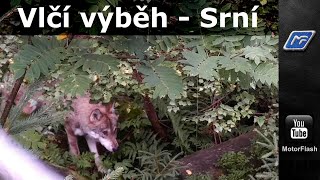 Vlčí výběh - Srní - Czech Republic