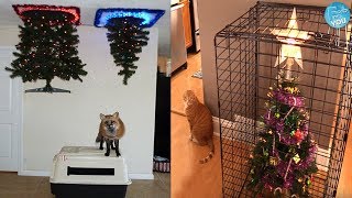 Most Hilarious Ways How To Protect Christmas Trees From Pets