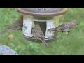 bird feeder 2024 Aug 1 08:19