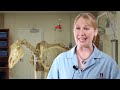 experience the uiuc veterinary medicine curriculum