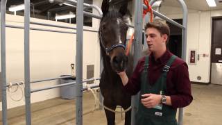 Experience the UIUC Veterinary Medicine Curriculum