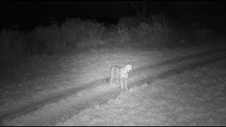 Djuma: Leopard-Molwati male walks by after sawing earlier - 00:47 - 08/21/2023