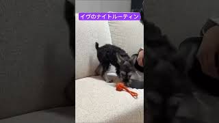 ミニチュアシュナウザーのナイトルーティン(飼い主が仕事の日） #dog #puppy #ミニチュアシュナウザー #犬のいる暮らし #shorts #funny