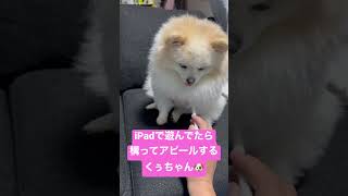 iPadで遊んでたら、構ってアピールするくぅちゃん🐶 #ポメラニアン #개 #포메라니안 #dogs #애견 #いぬのきもち #doglover