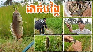 ទៅដាក់បង្កៃ \