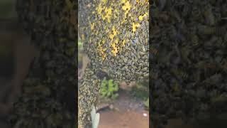 ഒരു തേനീച്ചകോളനി || Beekeeping || തേനീച്ച വളർത്തൽ #viral #shorts