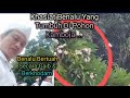 Khasiat Gaib Benalu - Kepasilan Kamboja/ Jepun#benalubertuah#benaluuntukobat#kepasilanjepun