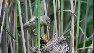 Болотная камышевка. Marsh warbler. Acrocephalus palustris