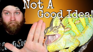 Watch This BEFORE You Buy A Chameleon [Reality Of Owning A Chameleon]
