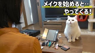 妹がメイクを始めると決まってもふ猫が現れます！