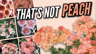 What Actually Matches Peachy Keen Verbena?