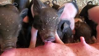 Nursing piglets