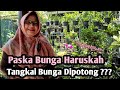 Bolehkah Tangkai Bunga Anggrek Dipotong Setelah Berbunga ?