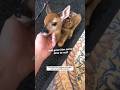 Saving A Poor Baby deer  |  #viral #helpinganimals #deer