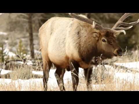 Life Of Elk The Year Round Life Cycle Of Elk Go It