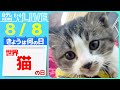 【きょうは何の日】「世界猫の日」 ネコ2匹が「やばい」連発！　まるで会話…/目を開いたまま眠るネコ　など――ニュースまとめライブ（日テレNEWS LIVE）