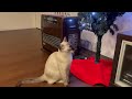 オモチャ！？猫ちゃんにクリスマスツリーを見せてみました。