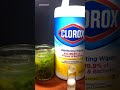 Clorox Wipes vs Germs Under Microscope #microbiology #science #microscope