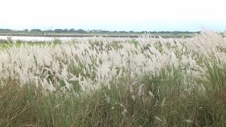 芒花遍開蘭陽溪 河川局復育成美景