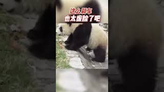 大熊猫奔跑太快，来不及刹车，被撞上| 熊猫南小月