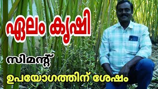 ഏലം കൃഷി വേനൽകാലത്തും മഴക്കാലത്തും | Cardamom plantation malayalam