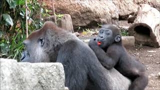 ゴリラの赤ちゃん「リキ」とその家族　Baby Gorilla \