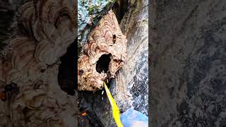 Destroy extremely poisonous wasp nest #bee #nature