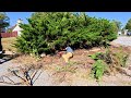 TRANSFORMED Huge JUNIPER Into A BONSAI Tree For Elderly WIDOW