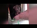 dog overjoyed as he s rescued from porch during north carolina flooding