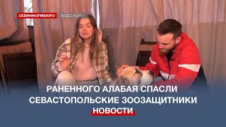 Севастопольские зоозащитники спасли раненного измученного алабая