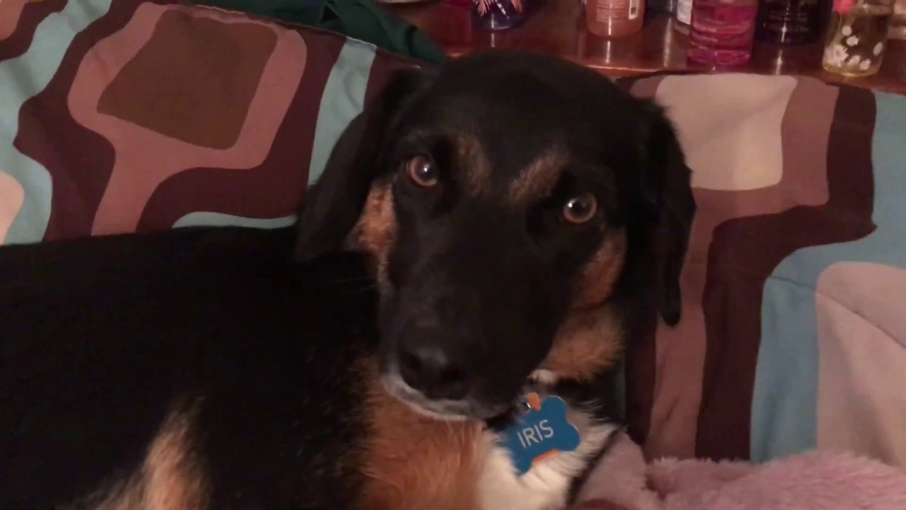 Puppy Asmr Youtube