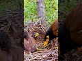 myna mother feeding shorts